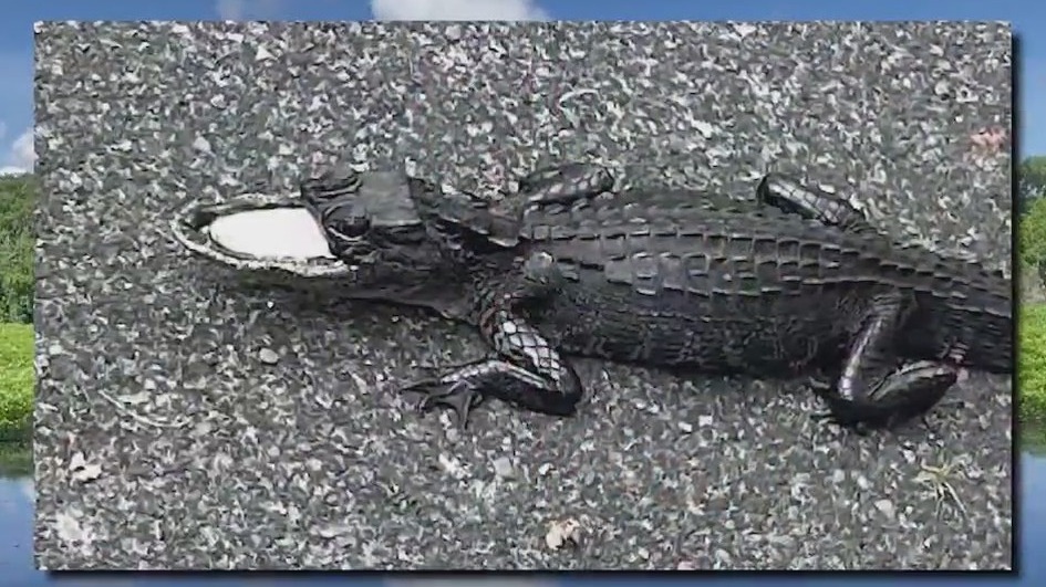 Alligator with missing top snout captured