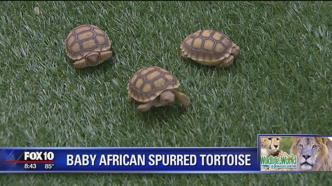 Wildlife World Zoo welcomes baby African Spurred Tortoises
