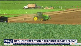 Dairy farmers struggle as water dries up