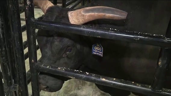 PBR’s Unleash the Beast charges back into Chicago at the United Center