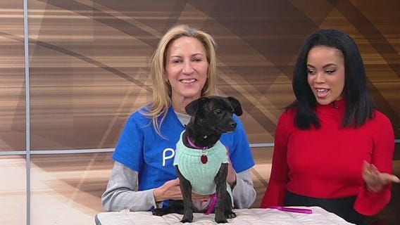 Meet Orbit: Our Pet of the Day