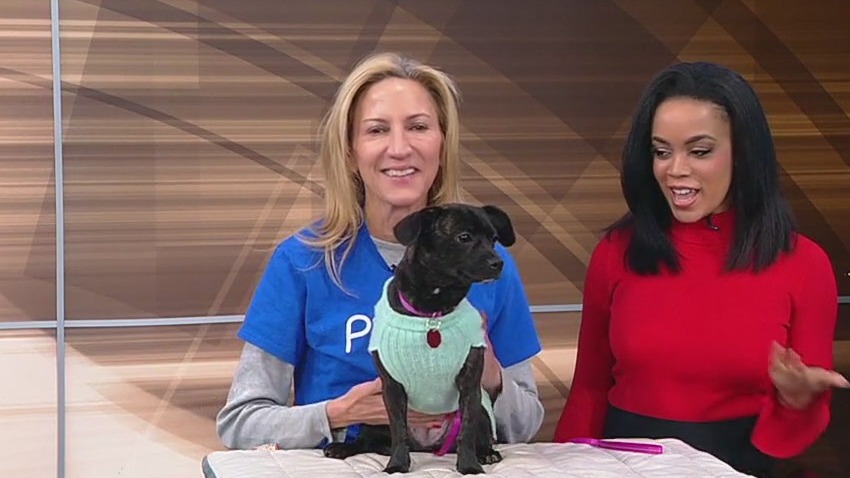 Meet Orbit: Our Pet of the Day