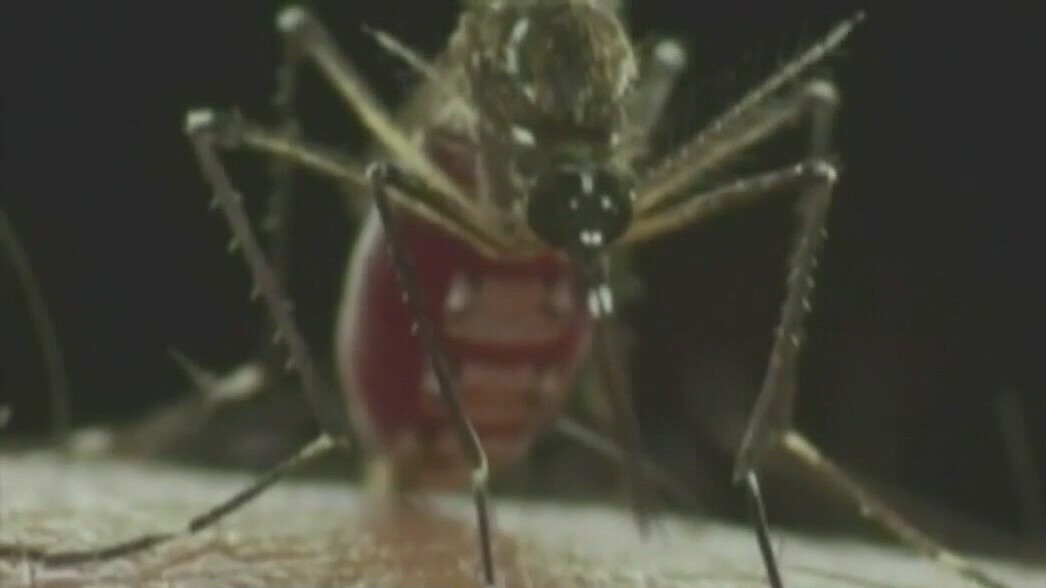 Mosquitoes | Did You Know with Adaleigh Rowe