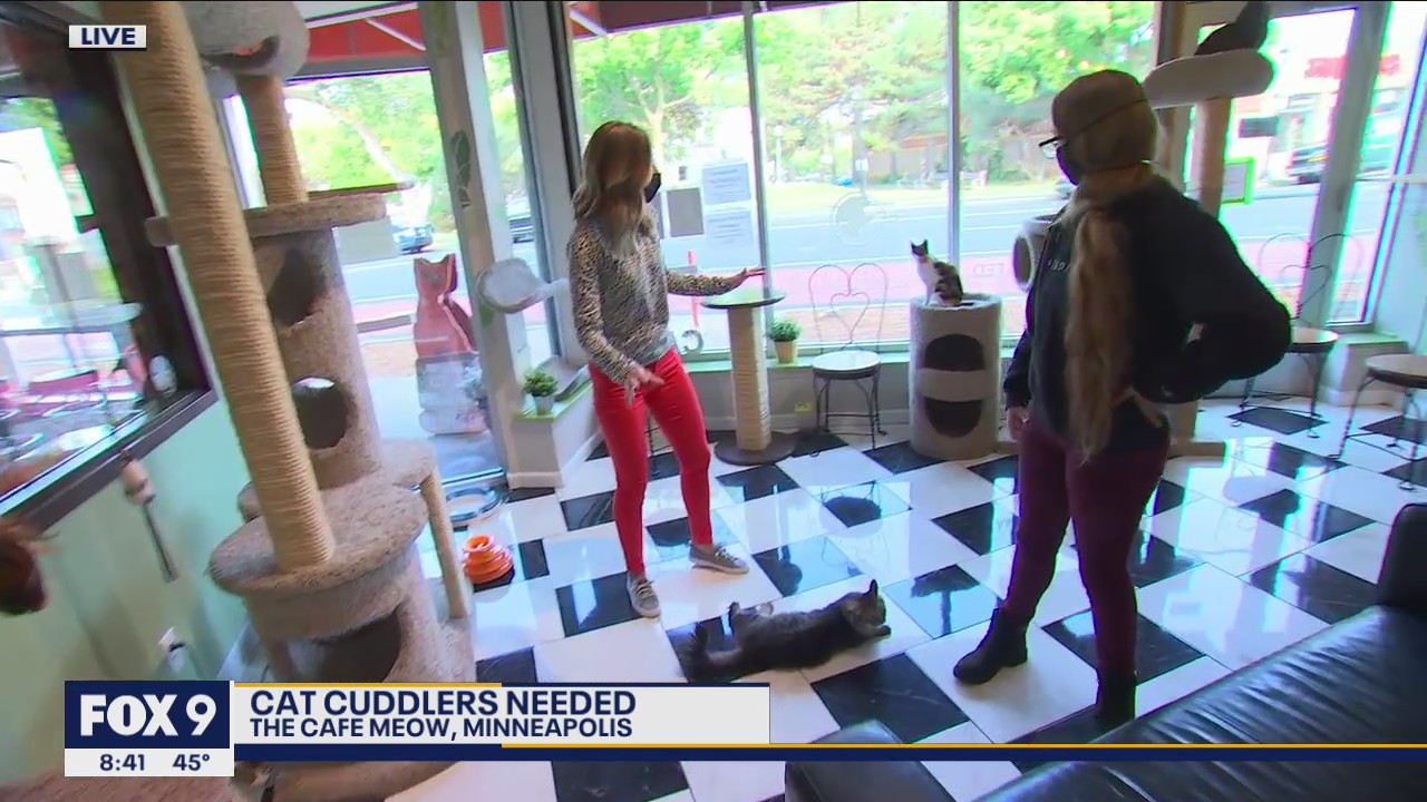 Minneapolis cat caf� looking for cat cuddlers