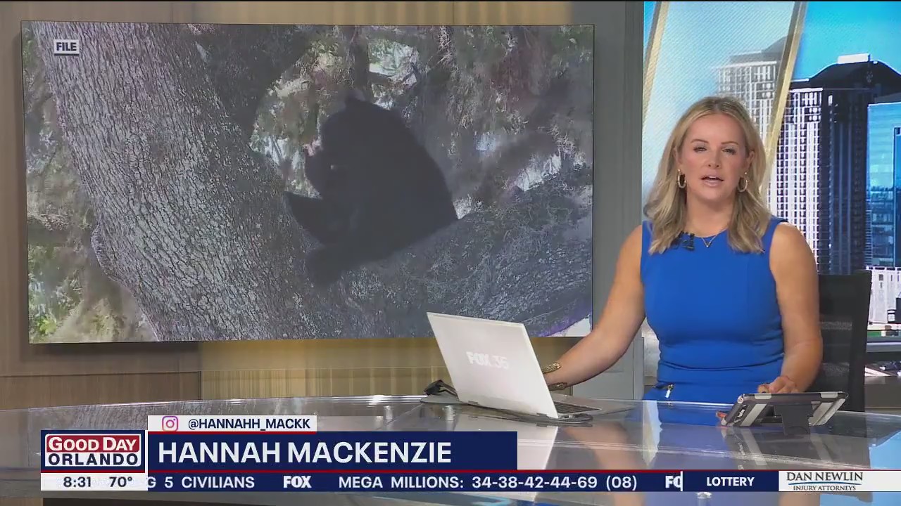 Florida bear hunt opens today: What to know