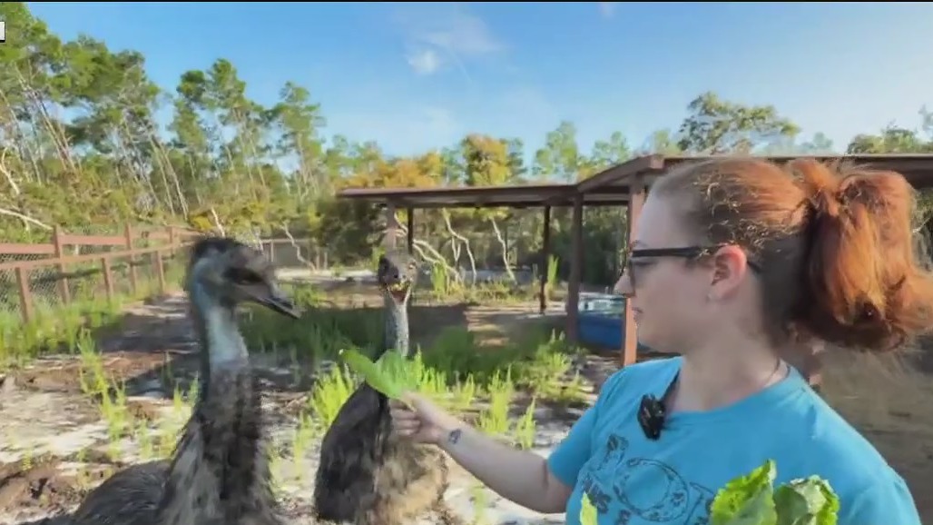 101 Paws And Claws in Deltona