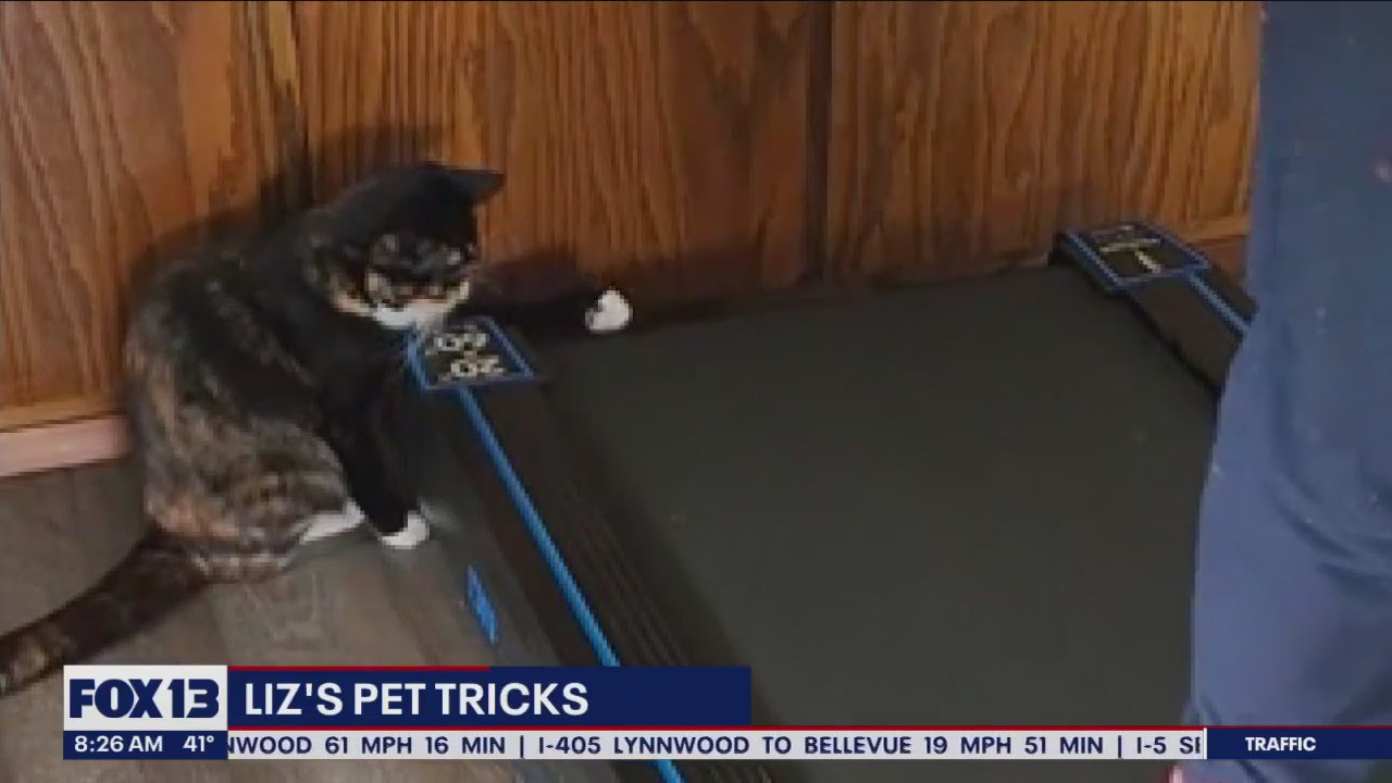 Liz's Pet Tricks for Monday, Dec. 12