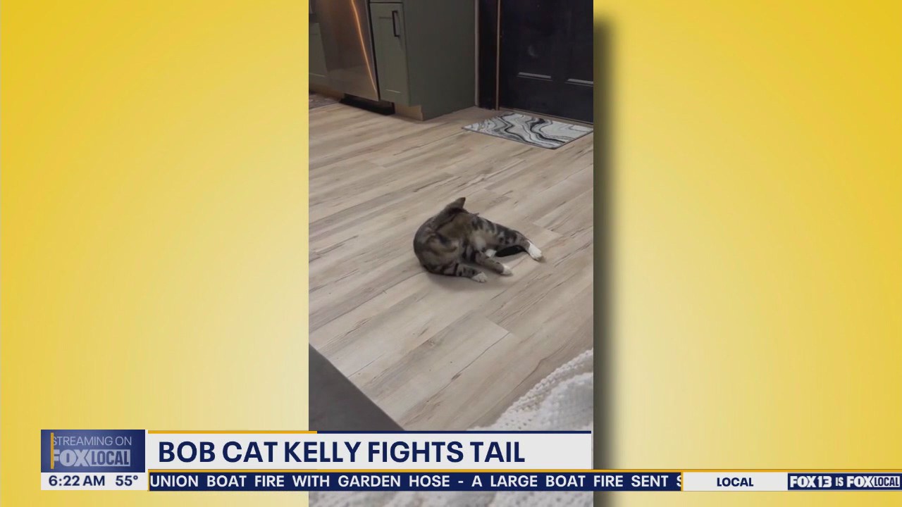 Pet Tricks for Thursday, June 26