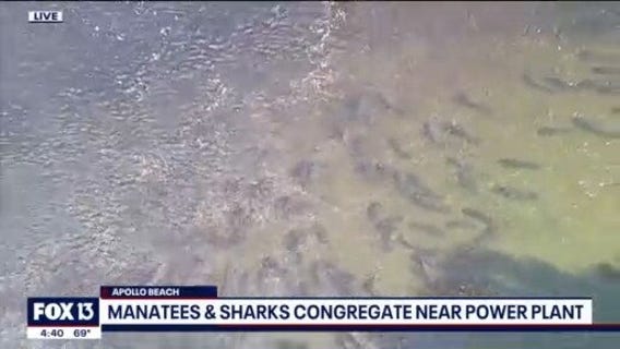 Manatees mingle with sharks at TECO power plant