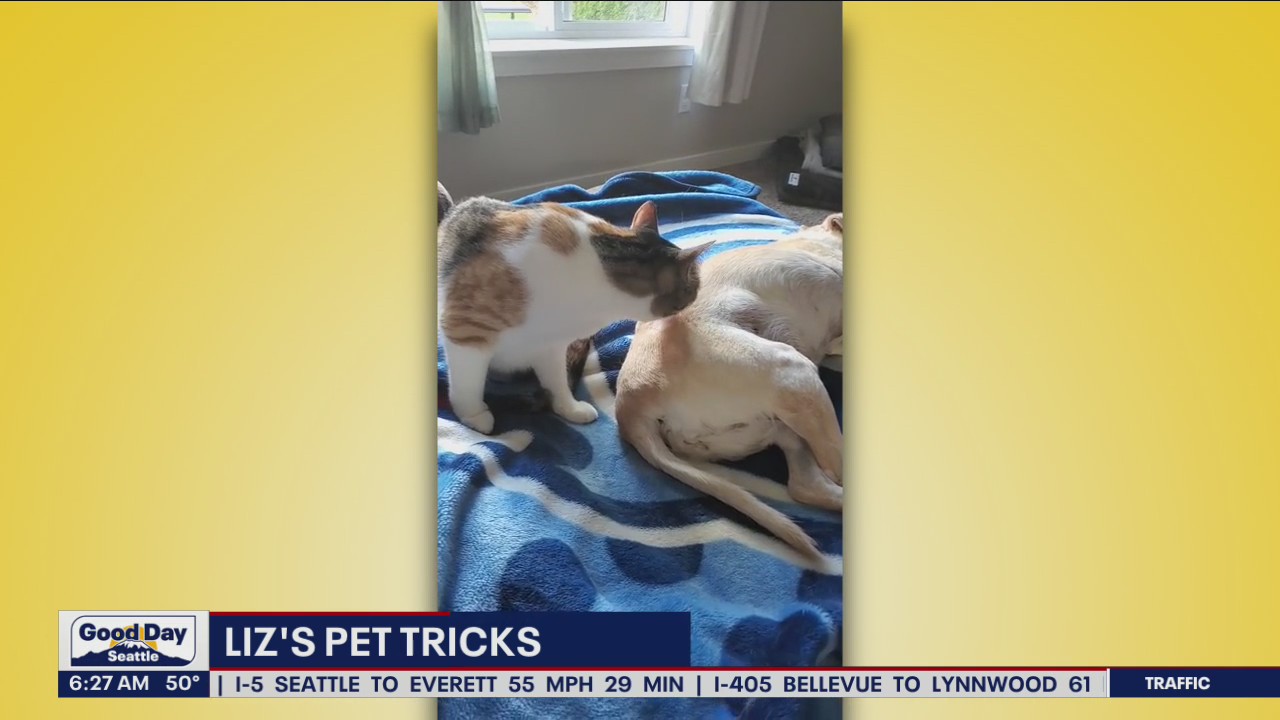 Liz's Pet Tricks for Tuesday, October 11