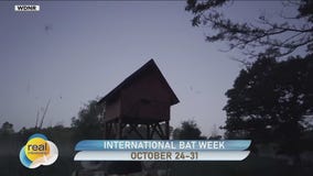 International Bat Week is Oct. 24-31; How you can help local bats