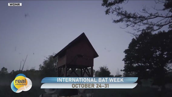 International Bat Week is Oct. 24-31; How you can help local bats