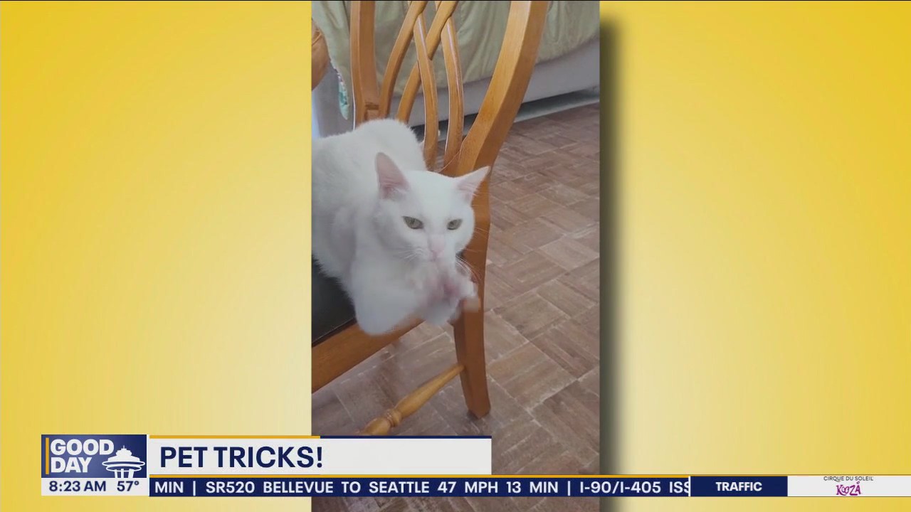 Good Day Pet Tricks for Monday, July 22