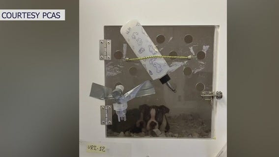 Calls for more retail pet store regulations