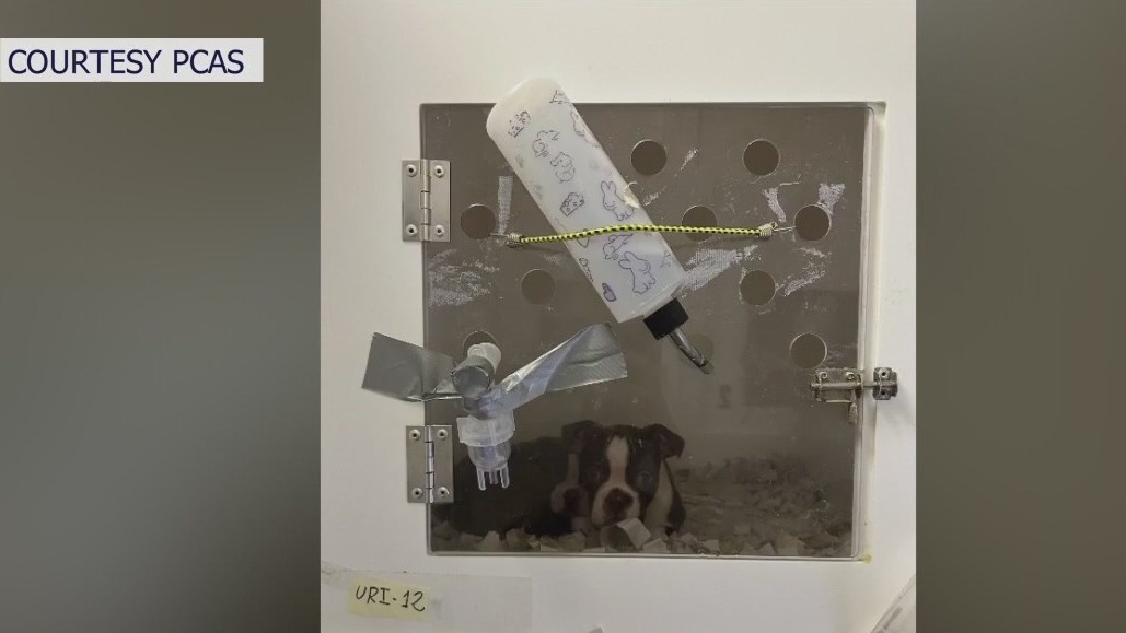 Calls for more retail pet store regulations