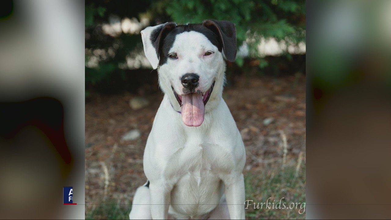 Pet of the Day from FurKids Atlanta