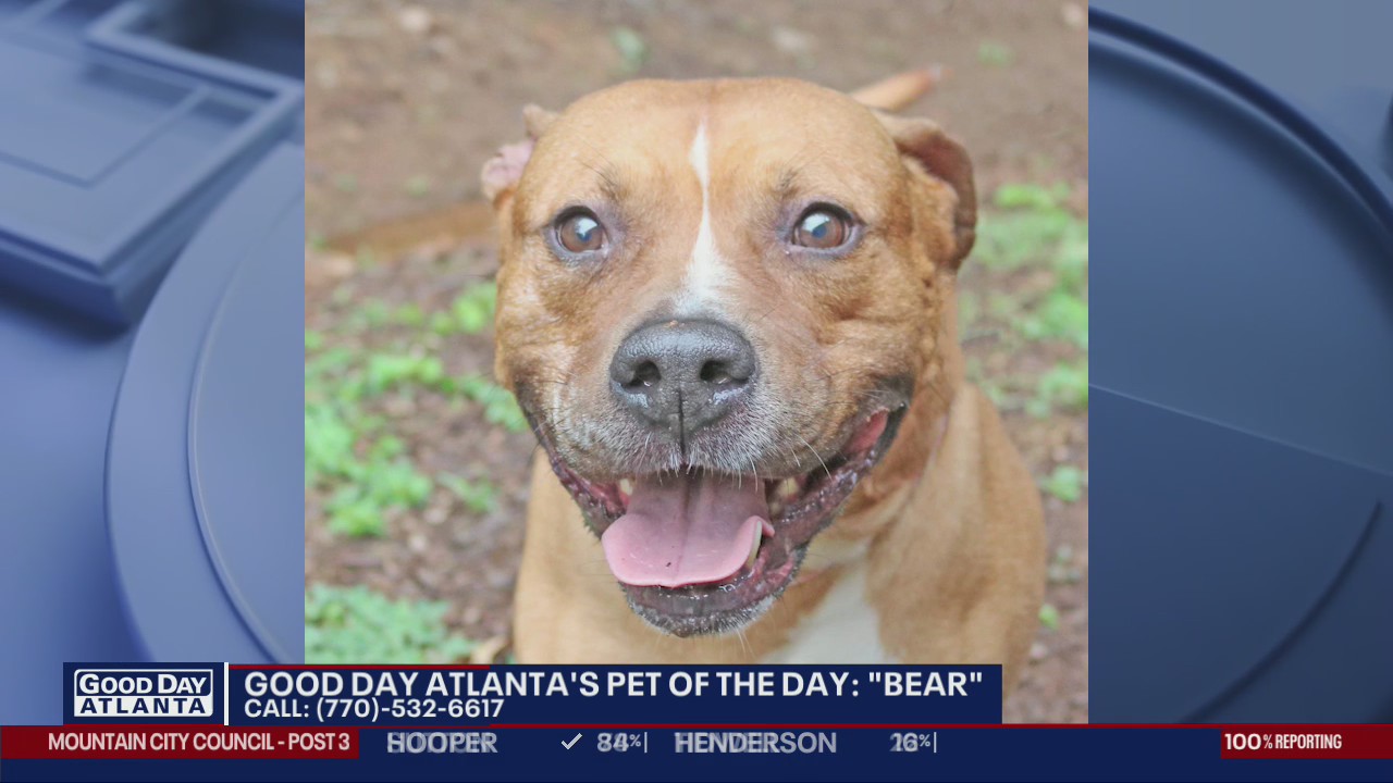 Pet of the Day from the Humane Society of Northeast Georgia