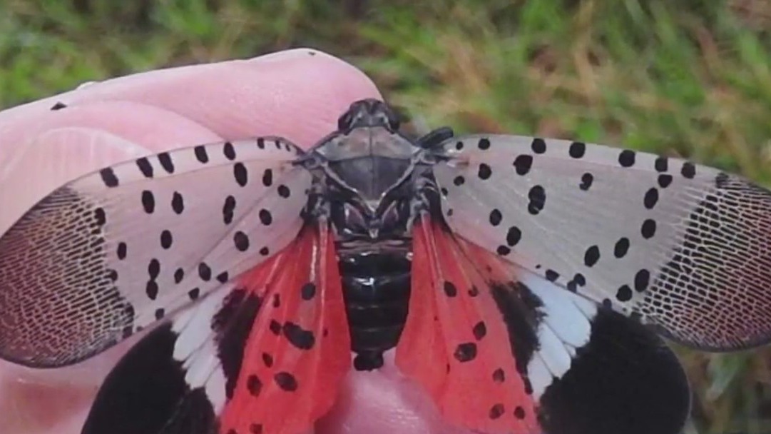 Spotted Lanterfly invading the Midwest