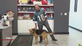 Homeless pets at Brandywine SPCA searching for furever homes