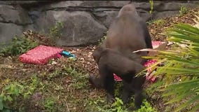 Gorillas get Christmas gifts at Disney World