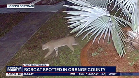 Bobcat spotted wandering through Orange County neighborhood