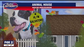 Meet Salvatore Luigi