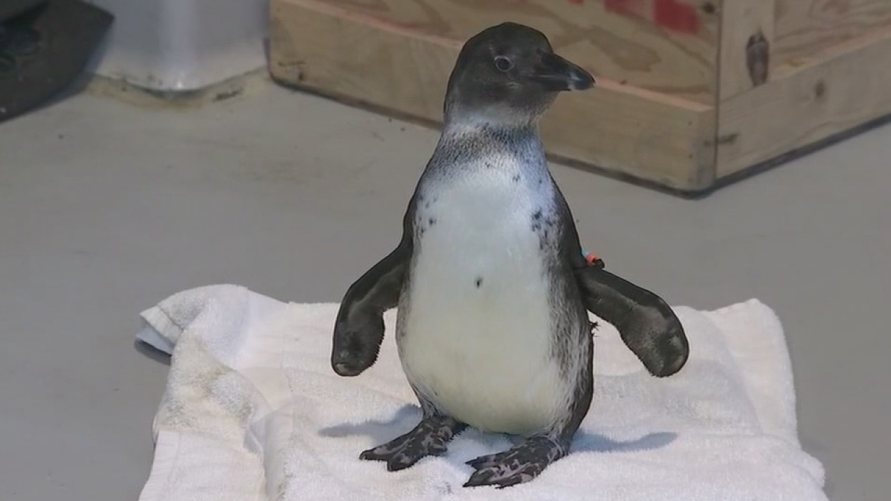 Rosie the penguin at OdySea goes through physical therapy and is now thriving