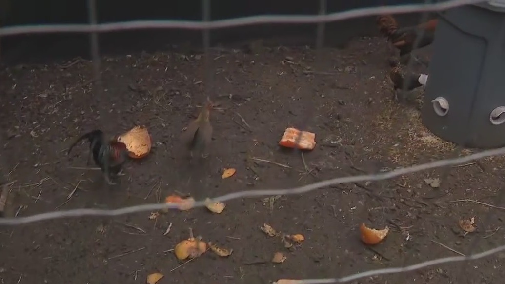 Backyard chicken debate in Pleasant Prairie