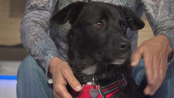 Pet Project: Linus from Labradors and Friends Dog Rescue