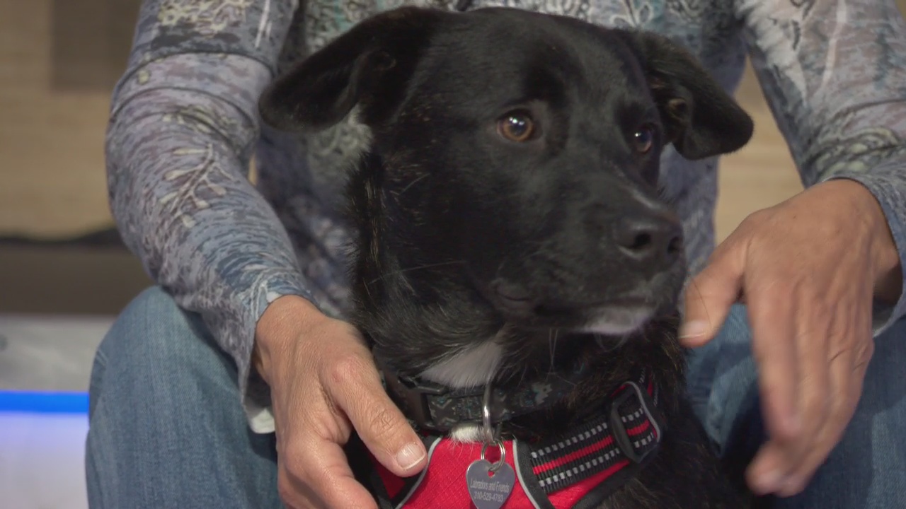Pet Project: Linus from Labradors and Friends Dog Rescue
