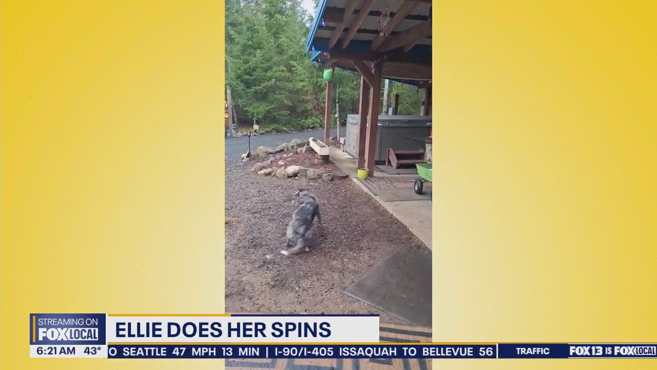 Pet Tricks for Friday, April 11