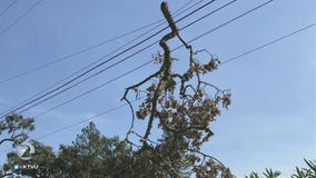 Pacific Gas and Electric: October shutoffs possibly prevented 56 fires in service areas