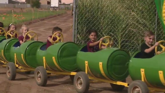 Pumpkin days, corn maze at Tolmachoff Farms