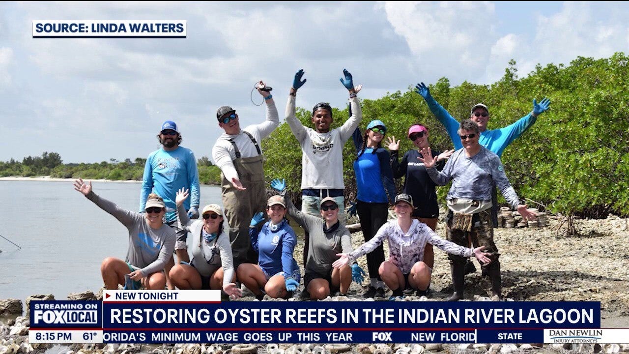 Oyster reefs are growing again in the Indian River Lagoon