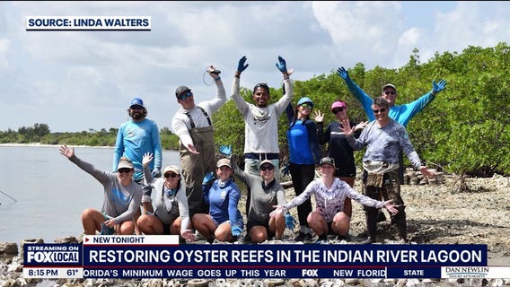 Oyster reefs are growing again in the Indian River Lagoon