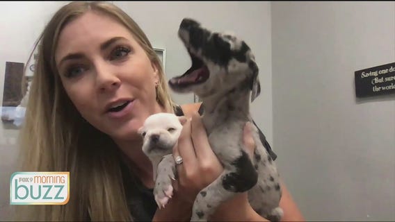 Puppy yawns! Man's best friend is resting up for National Dog Day
