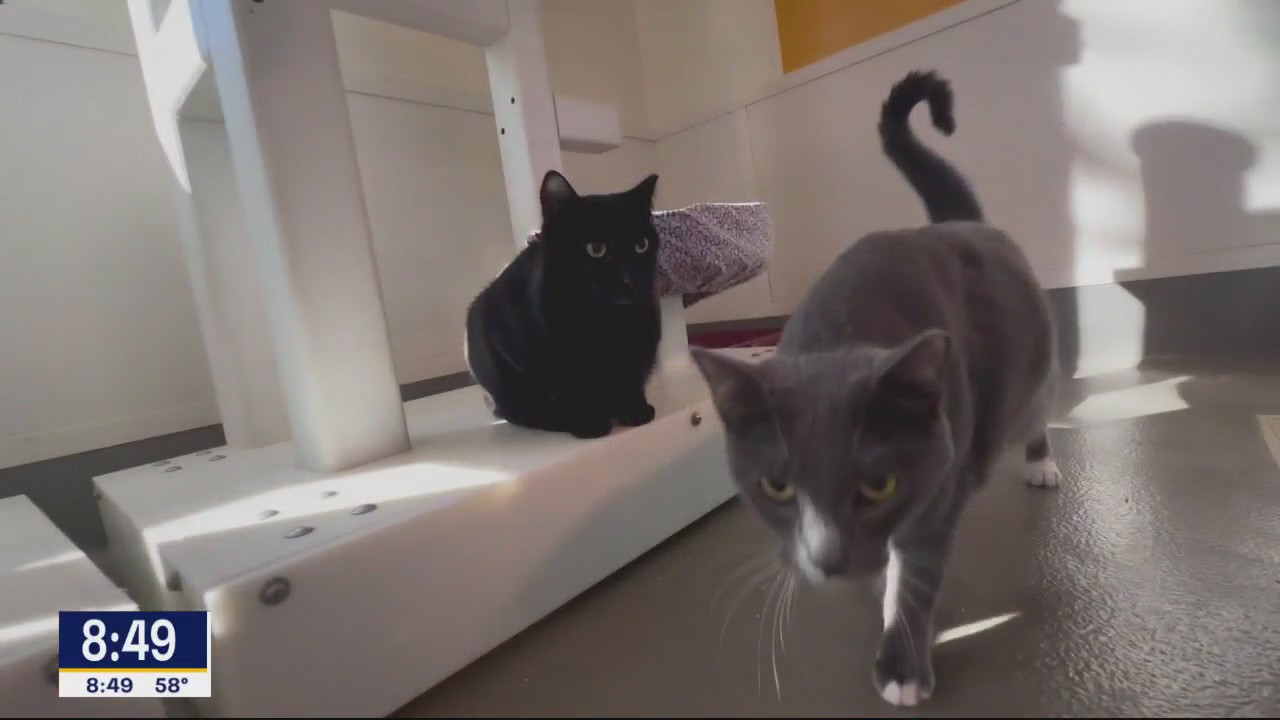 Pets of the Day: Tia and Tamara