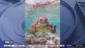 Comedy Wildlife Photography Awards brings smiles, funding for wildlife conservation