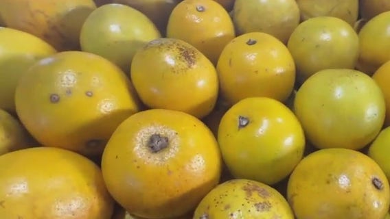 Picking your own grapefruit at citrus grove