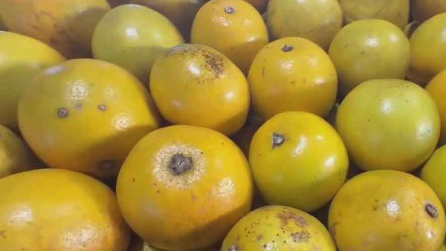 Picking your own grapefruit at citrus grove