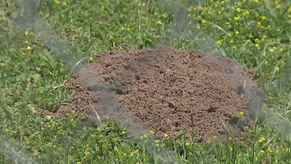 Gophers causing mayhem in Glendale neighborhood