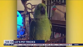 Liz's Pet Tricks for Thursday, February 2