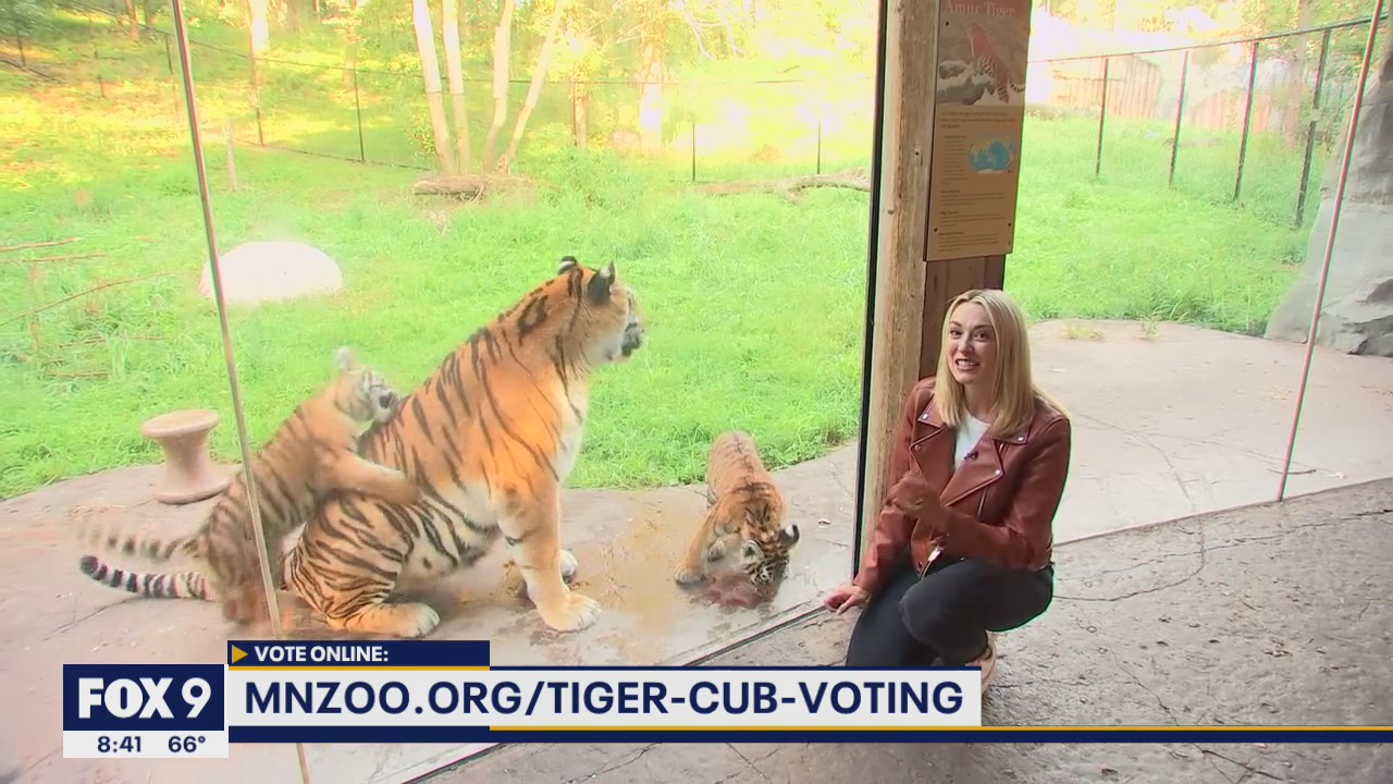 Last day to vote on the name of the Amur tiger cub at the Minnesota Zoo