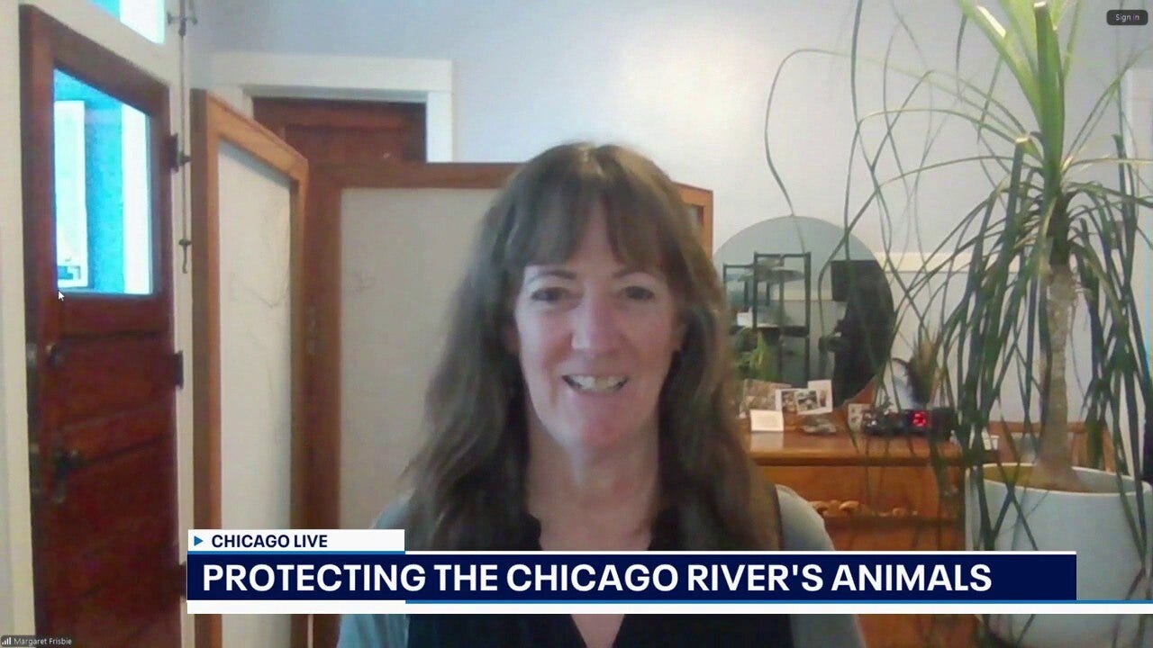  Wild River Resolutions highlights comeback of Chicago-Calumet River wildlife | ChicagoLIVE