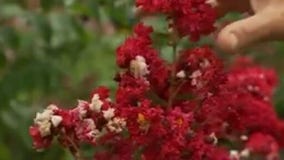 Your Garden: Crape Myrtle Trees