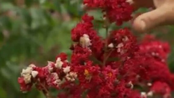 Your Garden: Crape Myrtle Trees