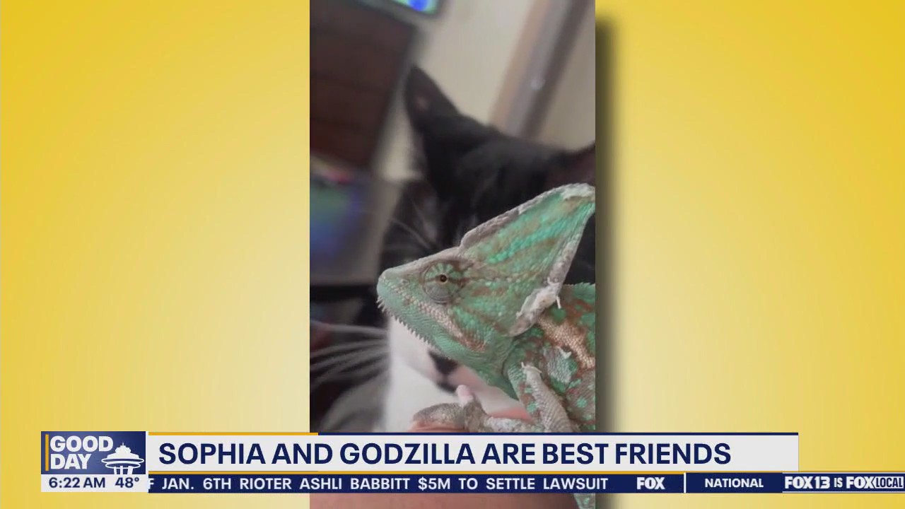 Pet Tricks for Tuesday, May 20