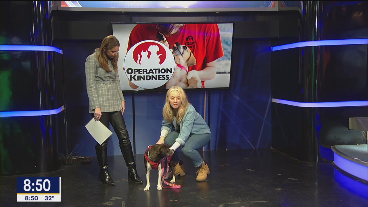 Operation Kindness: Meet Pork and Beans