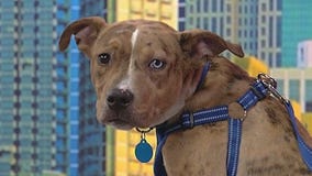 Meet Waddles: Our Pet of the Day