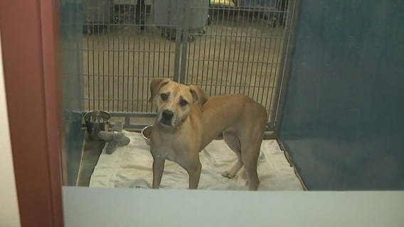 $50 adoption fees: MCACC's Empty the Shelters Event